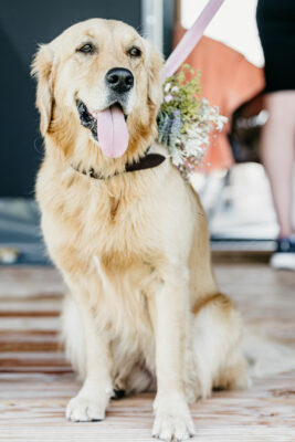 Bruiloft | Eiland TienGemeten | Zuid-Holland